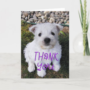 Bekvämt Westie Puppy Photo - tackkort