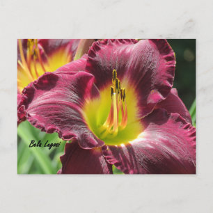 Bela Lugosi - Daylily Vykort