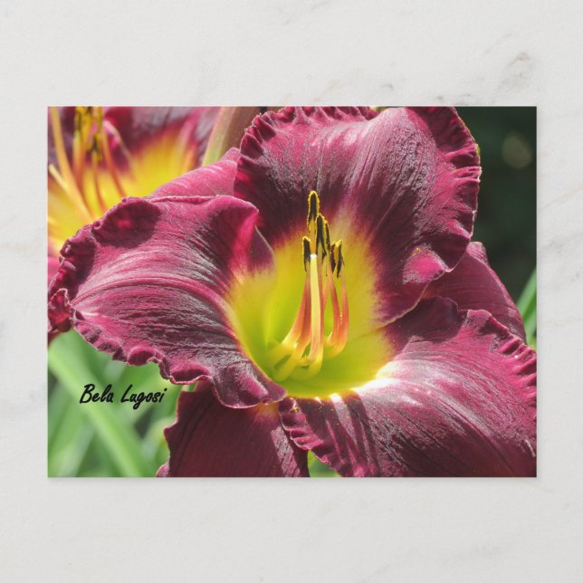 Bela Lugosi - Daylily Vykort (Framsida)