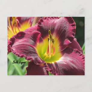 Bela Lugosi - Daylily Vykort