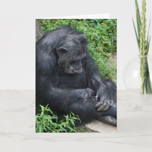 Belad födelsedagspresent Chimpanzee Kort (Framsida)