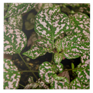 Belägga med tegel - den rosa polkaen pricker kakelplatta