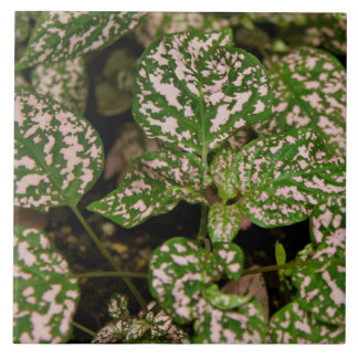 Belägga med tegel - den rosa polkaen pricker kakelplatta