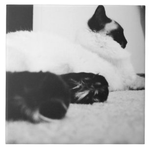 Belägga med tegel den svart- & vitRagdoll katten Kakelplatta