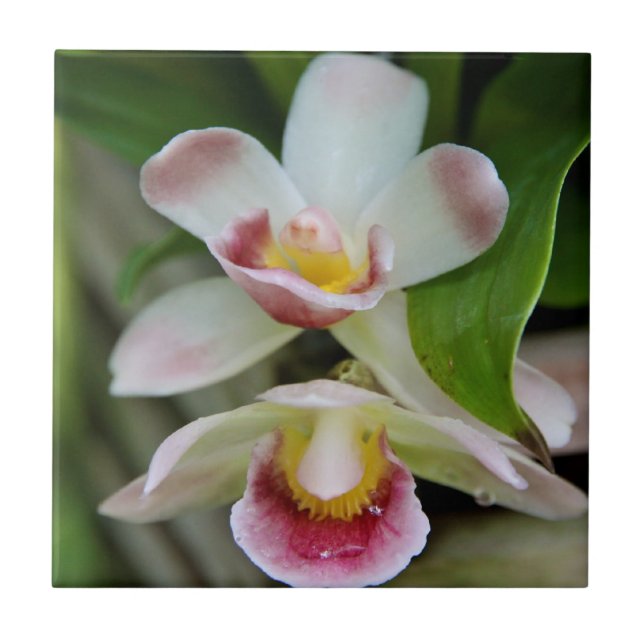 Belägga med tegel - fläkten formade orchiden kakelplatta (Framsidan)