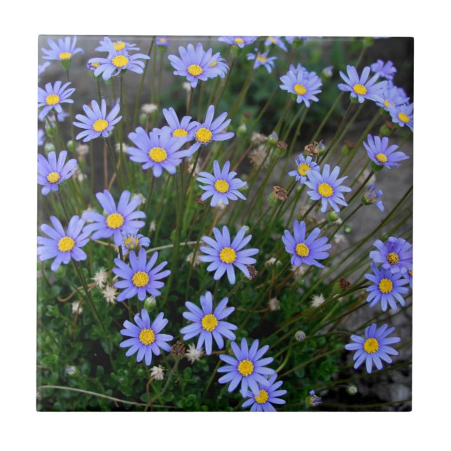 Belägga med tegel med blåttMargueriteblommor Kakelplatta (Framsidan)