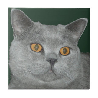 Belägger med tegel den nätt orangen synad kattunge kakelplatta