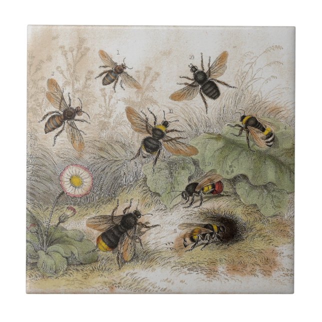 Belägger med tegel det antika Lithographtrycket Kakelplatta (Framsidan)