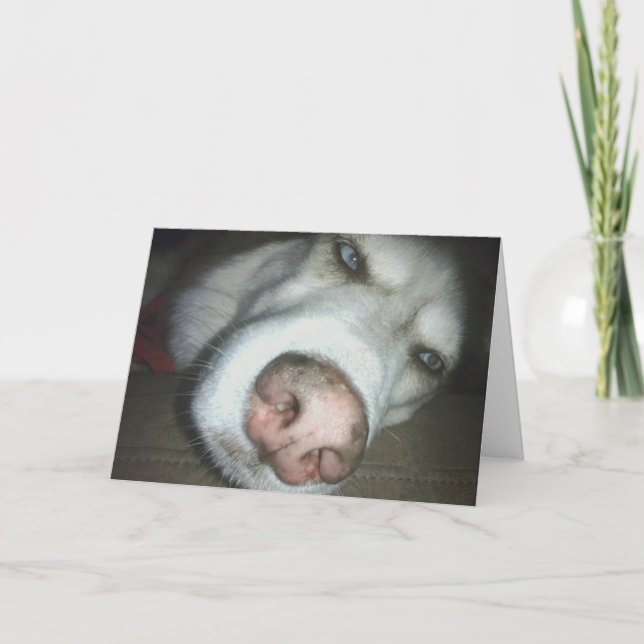 Belastat födelsedagshälsningskort för Husky-Hund Kort (Framsida)