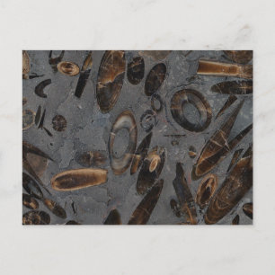 Belemnites Vykort