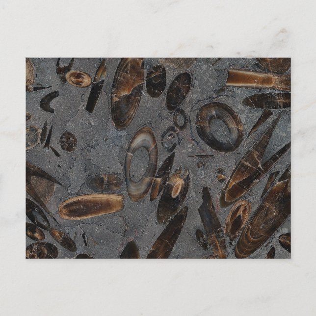 Belemnites Vykort (Framsida)