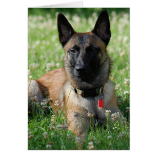 Belgare Malinois Hälsningskort