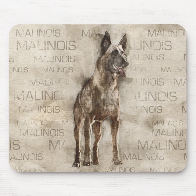 Belgare Malinois - Mechelaar - Maligator Musmatta (Framsidan)