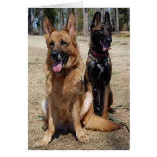 Belgare Malinois och tysk herde Hälsningskort
