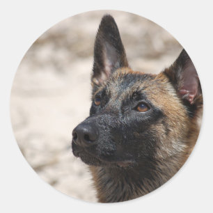 Belgare Malinois Runt Klistermärke