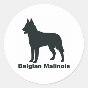 Belgare Malinois Runt Klistermärke