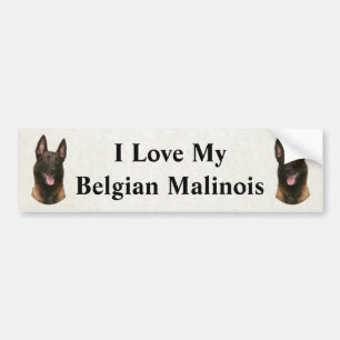 belgian malinois bildekal