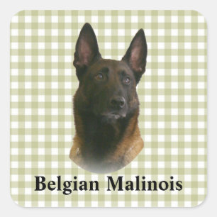 belgian malinois fyrkantigt klistermärke