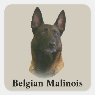 belgian malinois fyrkantigt klistermärke