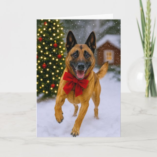 Belgian  Malinois Holiday Card Helgkort (Framsida)
