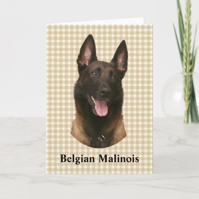 belgian malinois kort (Framsida)