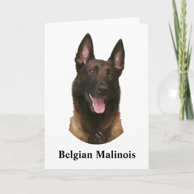 belgian malinois kort (Framsida)