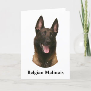 belgian malinois kort