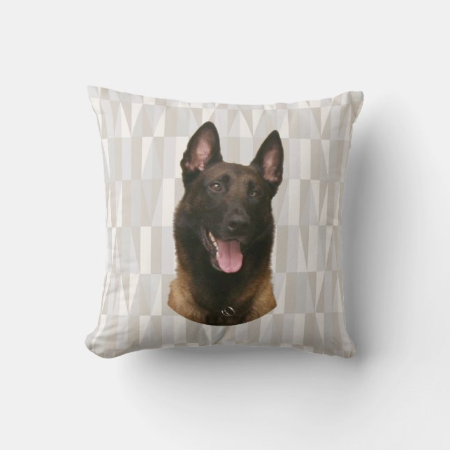 belgian malinois kudde (Framsida)