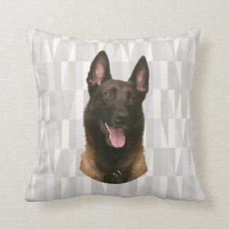 belgian malinois kudde