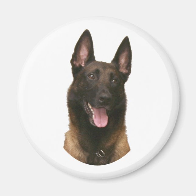 belgian malinois magnet (Framsidan)