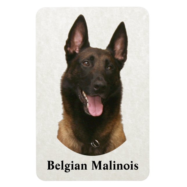 belgian malinois magnet (Vertikal)