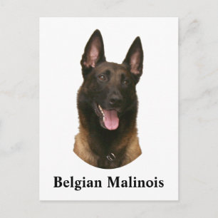 belgian malinois vykort