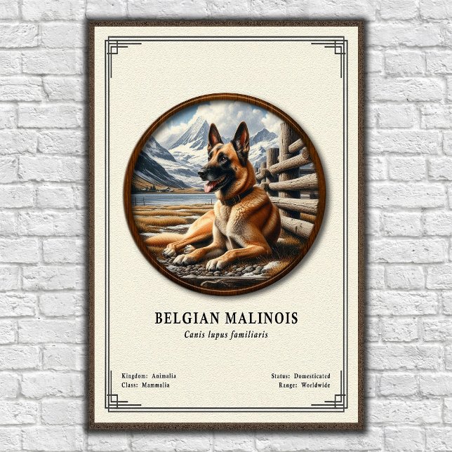 Belgian Malinois Zoology Series Poster (Skapare uppladdad)