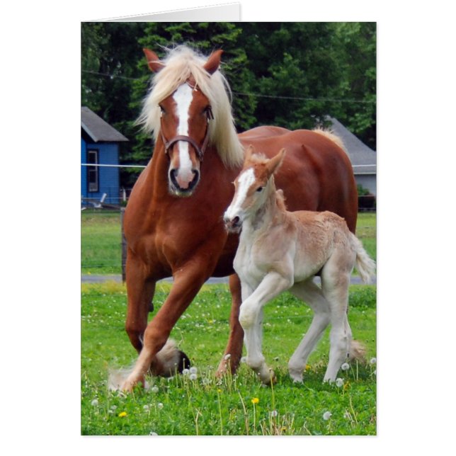 belgian Mare och Filly Hälsningskort (Framsidan)