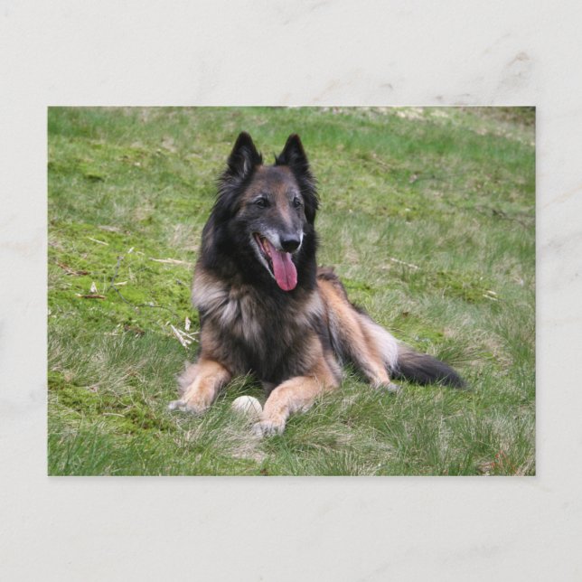 Belgian tervuren äggläggande.png vykort (Framsida)