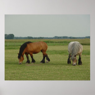 belgisk Draft Horse-one grått, en brun Poster