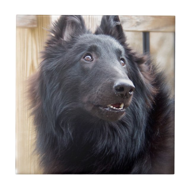 Belgisk fårhund kakelplatta (Framsidan)