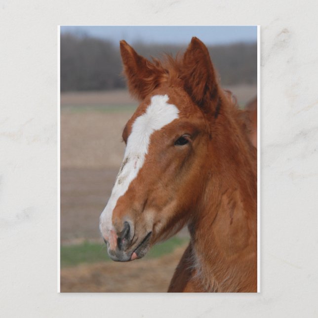 Belgisk fyllning vykort (Framsida)