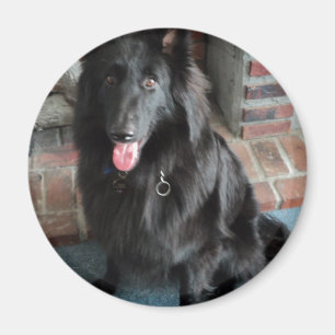 Belgisk herde aka "den svart vargen ", magnet