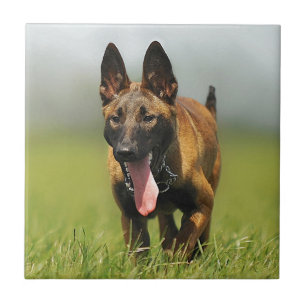 Belgisk herdehund kakelplatta
