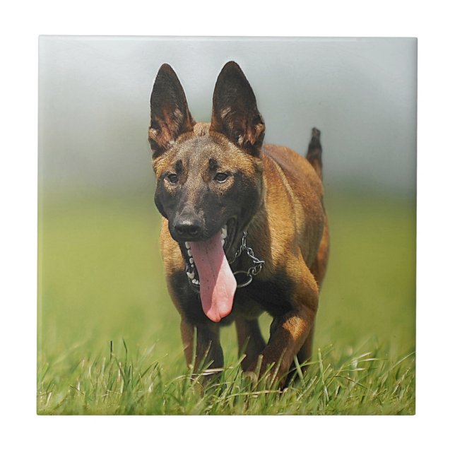 Belgisk herdehund kakelplatta (Framsidan)