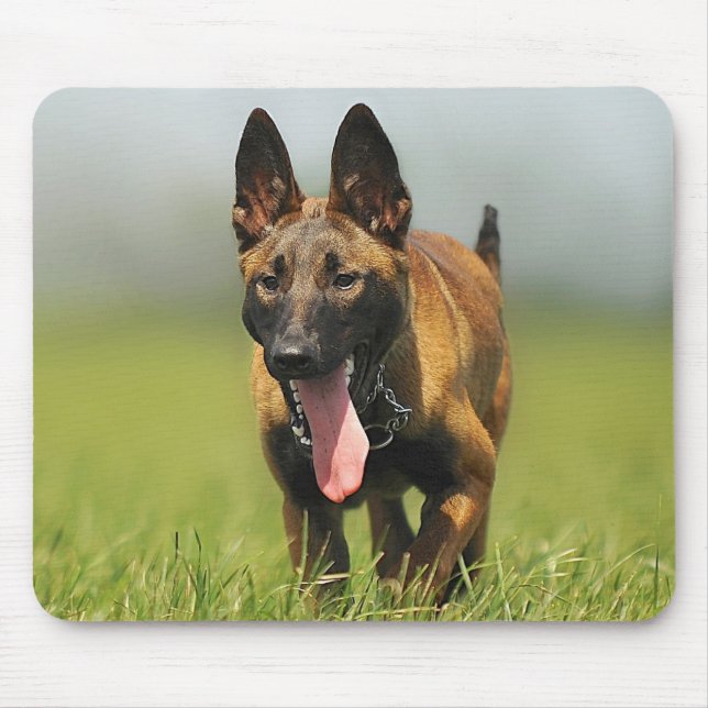Belgisk herdehund musmatta (Framsidan)