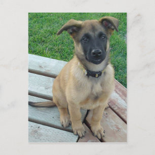 Belgisk herdeMalinois hund Vykort
