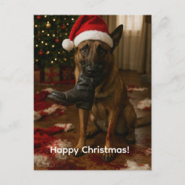 Belgisk Malinois äter tomte julkort Helg Vykort