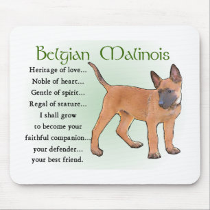 Belgisk Malinois-presenter Musmatta
