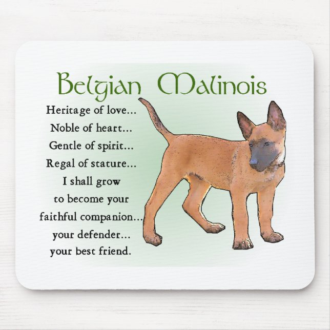 Belgisk Malinois-presenter Musmatta (Framsidan)
