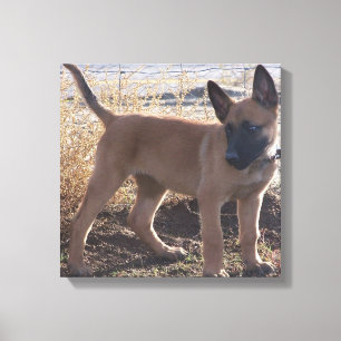 Belgisk Malinois-valp full Canvastryck