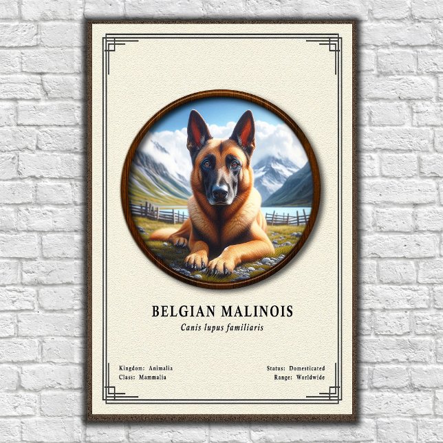 Belgisk Malinois Zoologi Serie Poster (Skapare uppladdad)
