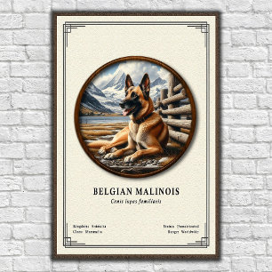 Belgisk Malinois Zoologi Serie Poster
