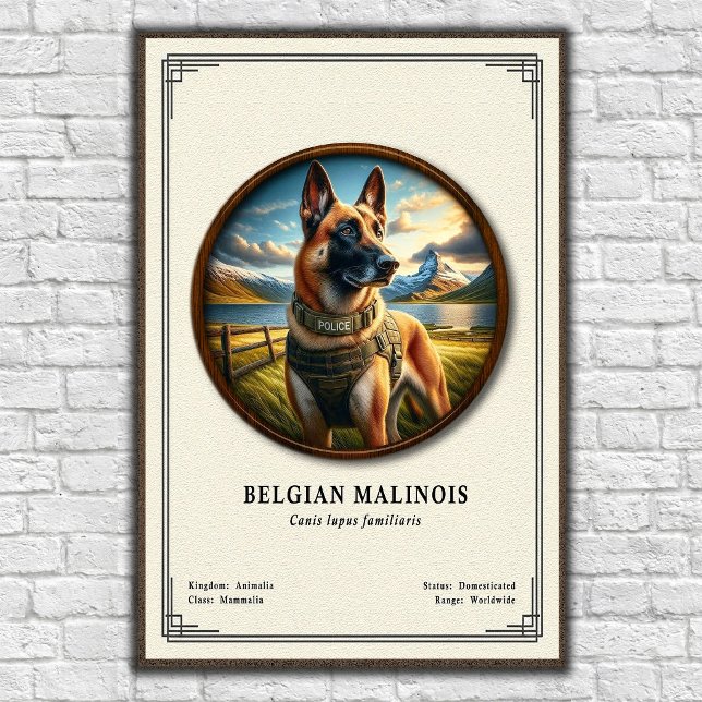 Belgisk Malinois Zoologisk Serie Poster (Skapare uppladdad)